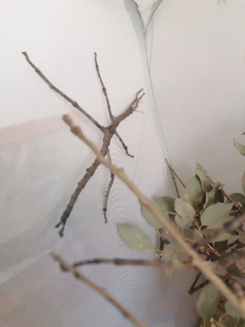 Eurycnema versirubra Sub Adult Female