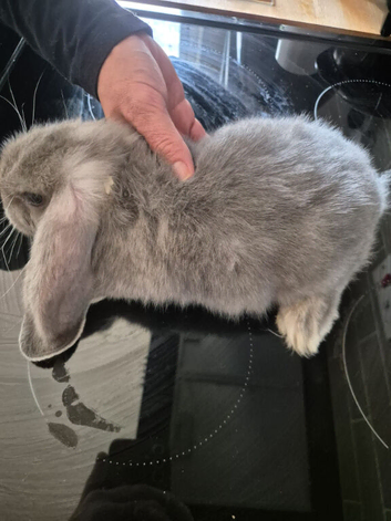 Beautiful bunnies