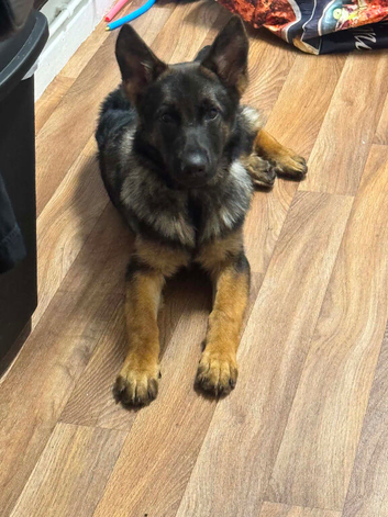 Female German Shepherd Pup