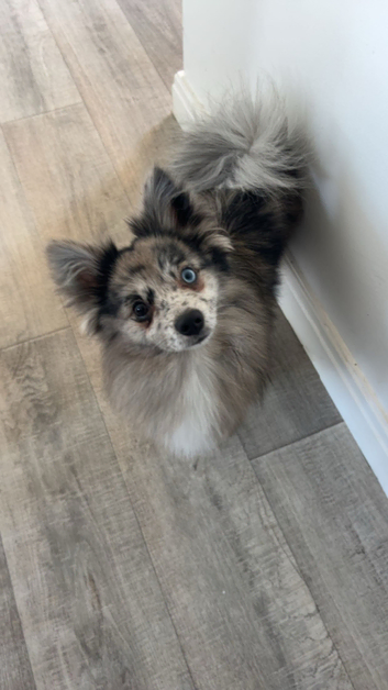 pomchi