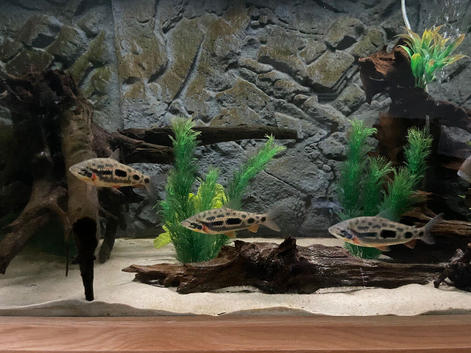 6&rdquo;+ Strawberry Leporinus x 3 &pound;65ono