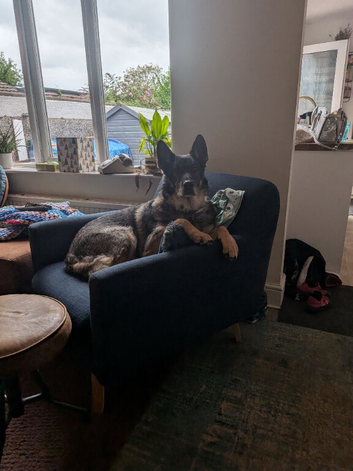 German Shepard cross husky