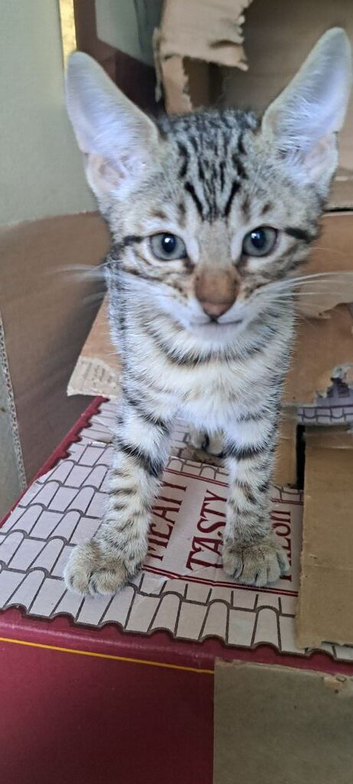Snow lynx bengal kittens