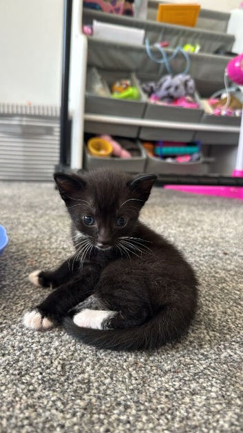 Ready 10th August Kittens