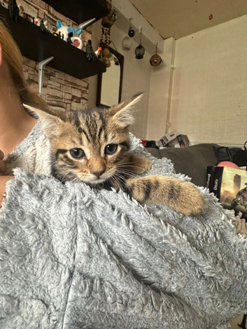 Beautiful males and female kittens