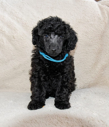 Kc reg gorgeous miniature poodles