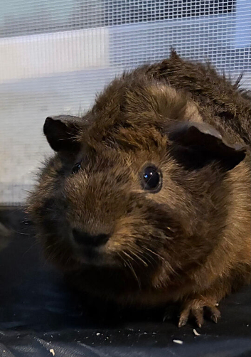 Male guinea pig