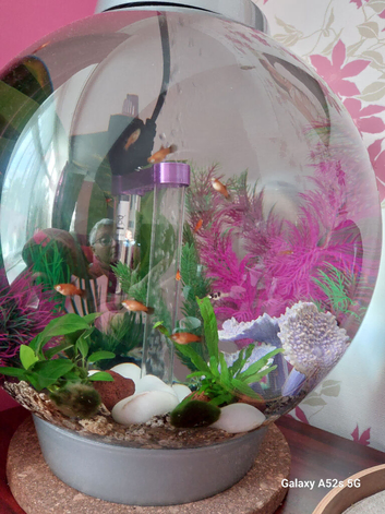 Baby Platty Fish