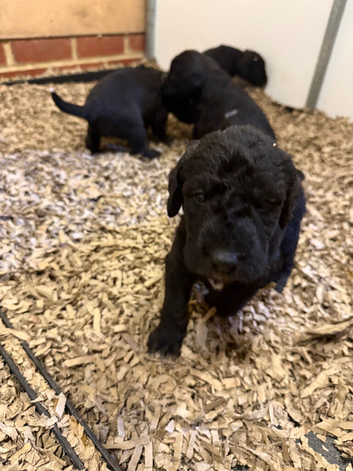 Bedlington x whippet pups Lurcher