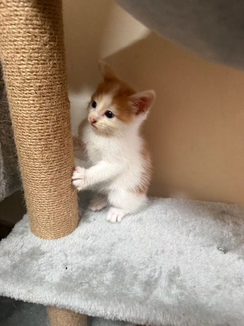4 gorgeous kittens