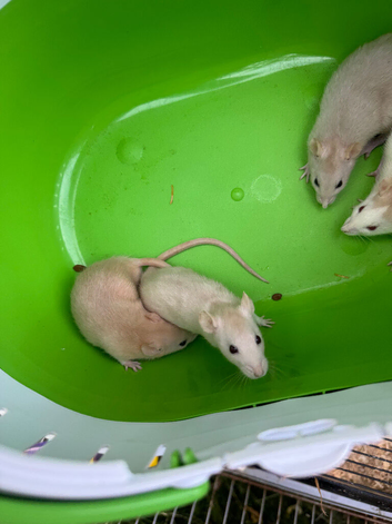 Dwarf Rats Available