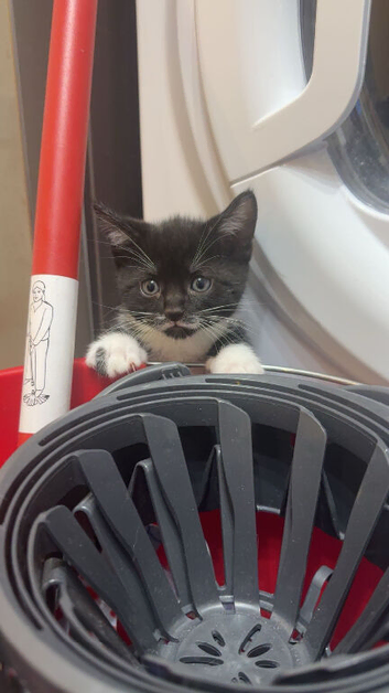 2 stunning kittens looking for new homes