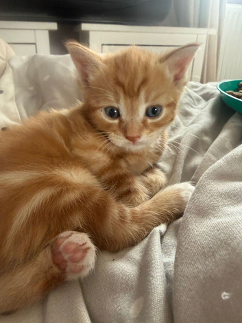 kittens