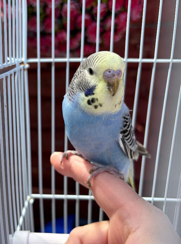 Blue & Yellow baby budgie for sale complete with cage