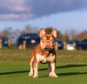 Rojo and tan French bulldog