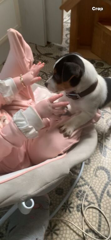 Bob Miniature purebred traditional jack Russel