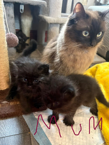 Mancoon / ragdoll kittens