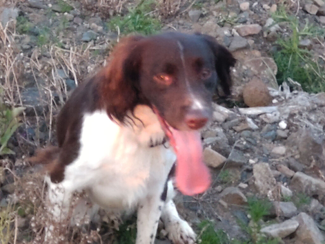 English springer spaniel