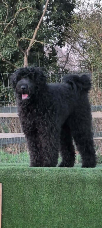 St Bernardoodle