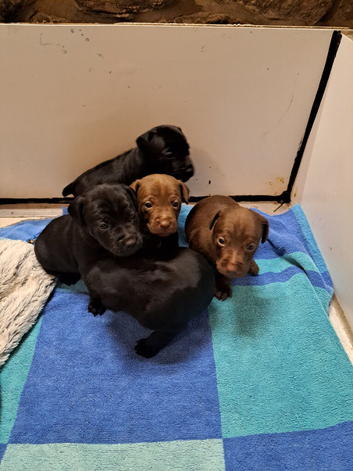 Patterdale puppies for sale
