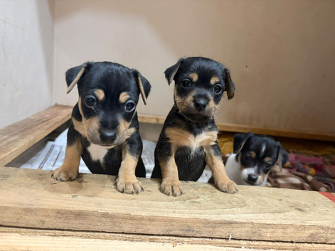 8 beautiful rare colour Jack Russell pups