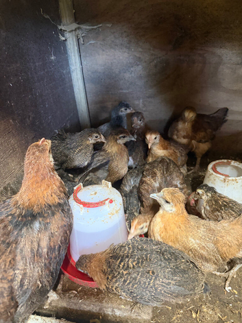 16 young chicken chicks mixed breed