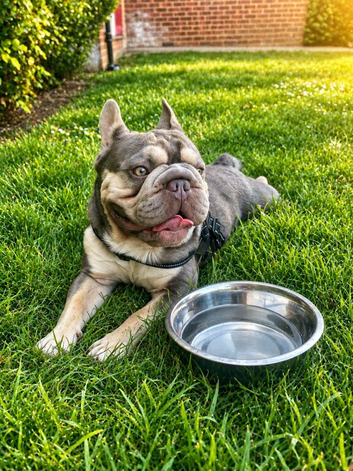 Frenchbulldog