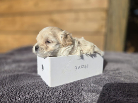 F1Maltipoo Teacup Puppies for Sale in London KC parents