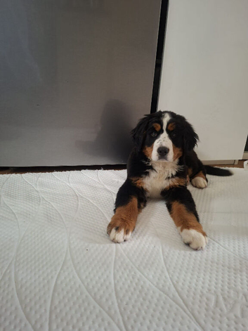 Bernese Mountain Dog Puppies - 2 puppies left