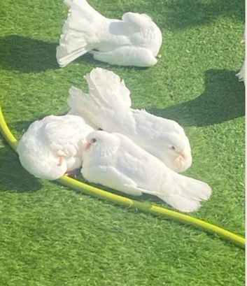 fantails and straight tail white doves