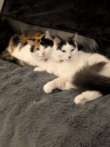 Brother and sister for sale