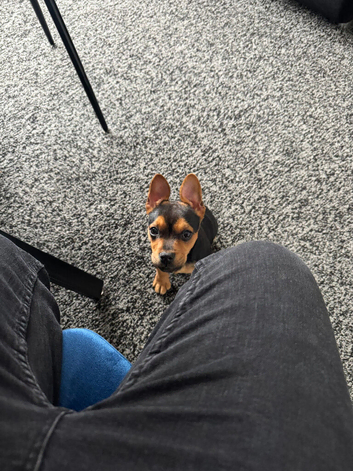 Dog for sale