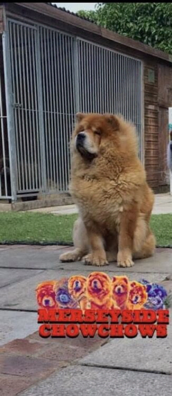Cookie is looking for a new home