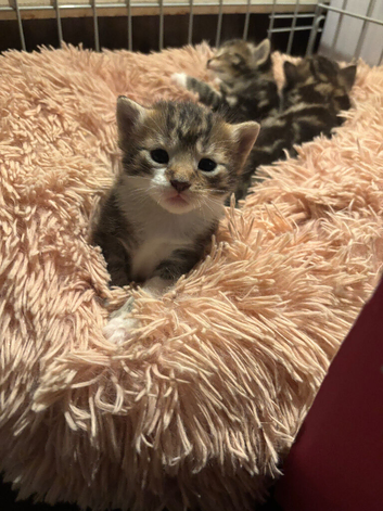 3 girls available