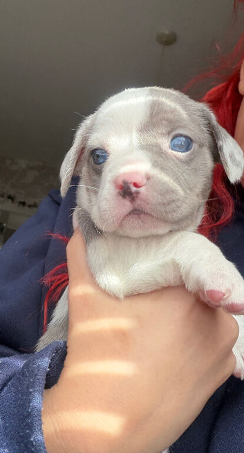 1 Frenchie X Dachshund PUPPY LEFT