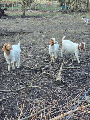 Boer doelings female goats - 4 available
