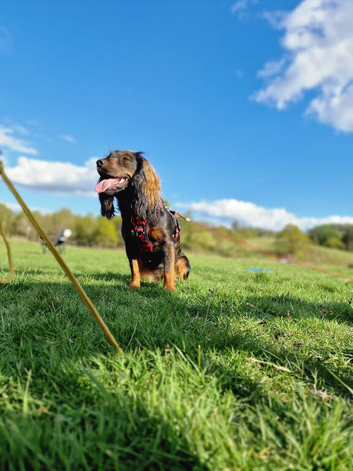 2 year old female cocker spaniel