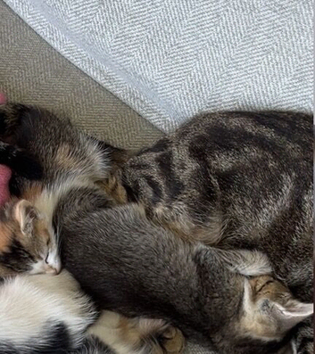 Beautiful kittens