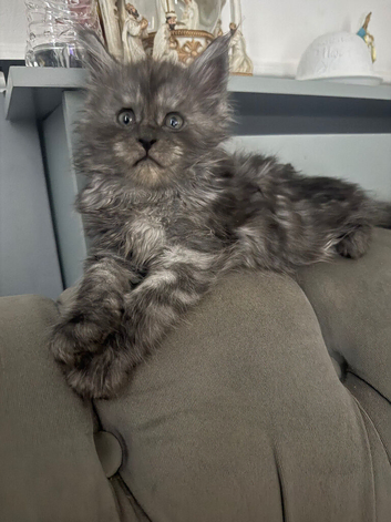 Gorgeous Maine coon kittens for sale