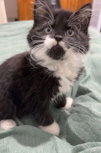Kittens for sale.
