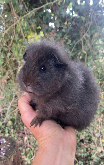 Two Beautiful Pedigree Swiss Boars For Sale