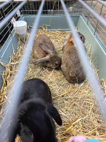 Mini lops for sale