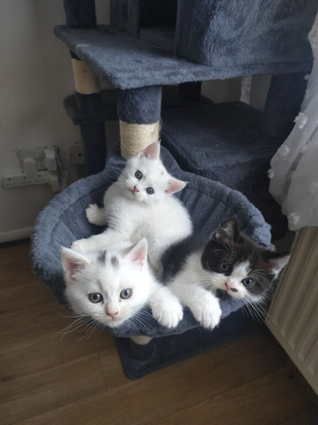 Persian Cross Kittens &ndash; 2 Males & 1 Female