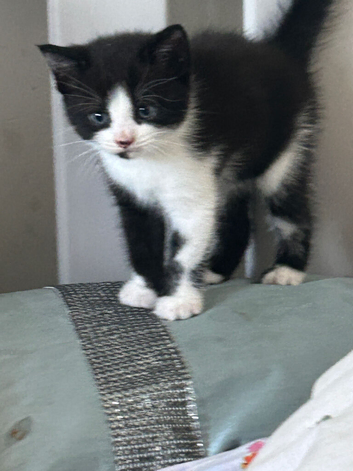 British shorthair x Maincoon
