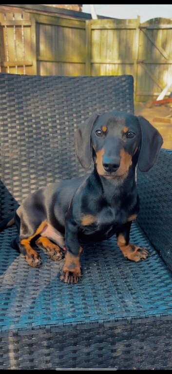 Dachshund STUD
