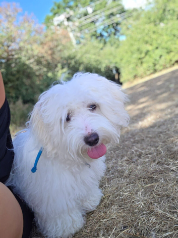 Bichon puppy