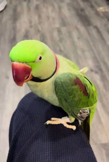 Alexandrine ring neck 2 year old boy