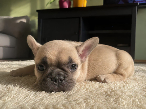 Gorgeous Litter of French Bulldog Puppies