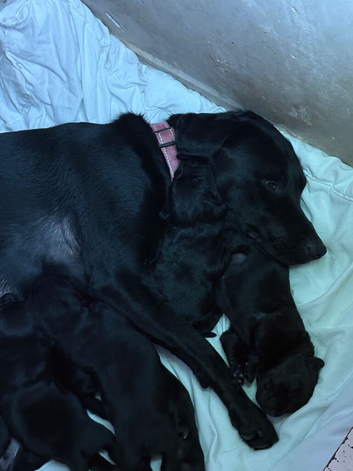 Black Labrador puppies for sale