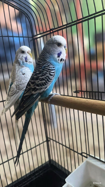 Female & male budgie